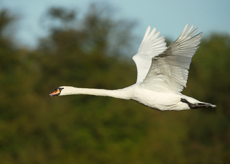 Close up of a Mute swan in flight