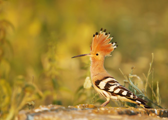 Close up of a Hoopoe with raised crest