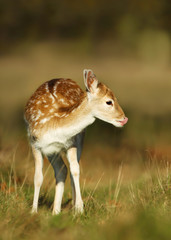 Close up of a fallow deer fawn