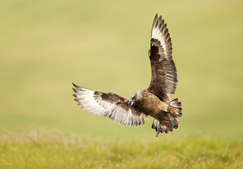 Great skua Bonxie landing, Shetland, UK.
