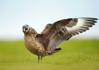 Close up of a great skua displaying
