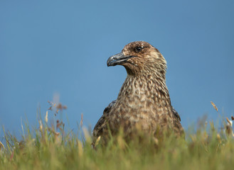 Close up of a great skua in the wetlands against blue sky