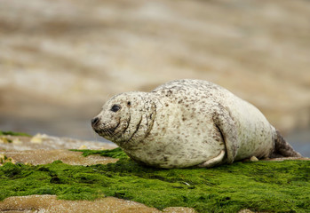Common seal (Phoca vitulina) on the coast