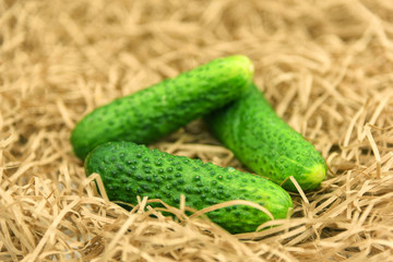 Fresh cucumber harvest. Cucumbers vegetable on a hay straw grass.