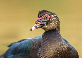 Close-up of Muscovy duck (Cairina moschata)
