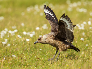 Great skua Bonxie landing, Shetland, UK