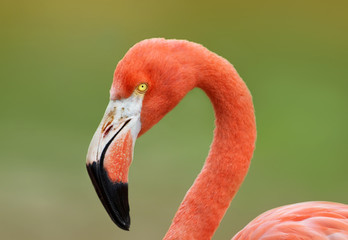 Close-up of American flamingo against green background