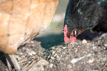 Freilandhühner beim Fressen im eigenen Garten