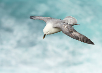 Northern Fulmar in flight above stormy ocean