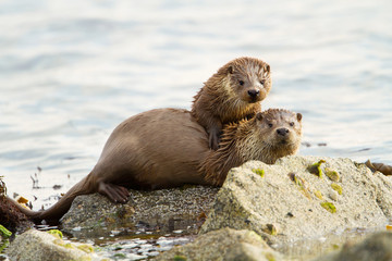European otters mother and cub on shoreline