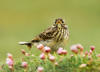Close up of a Meadow pipit in a meadow of pink thrift