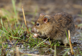 Close up of a brown rat eating on a grass