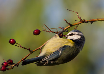 Blue tit feeding on red berries