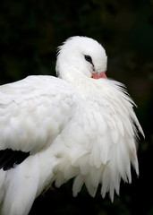 Close up of a White stork against black background