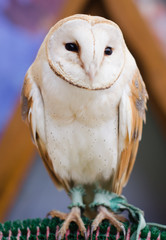 Portrait of a Barn Owl