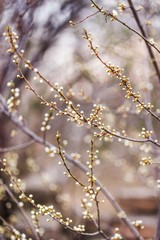 spring tree blossom flowering