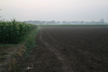 Fototapeta na wymiar corn fields morning