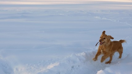 Beautiful, cheerful and kind golden dog, runs through white snowdrifts in park in winter. Slow Motion.