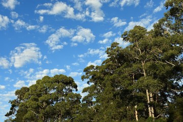 Trees diagonally meeting the sky