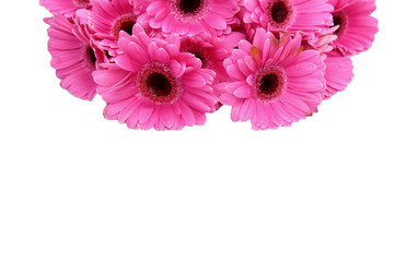 Gerbera is a flower characterized by many corals and most often used by florists in bouquets as a cut flower because it is distinctive and large.
