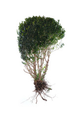 Grüner Strauch mit Wurzeln über weißem Hintergrund