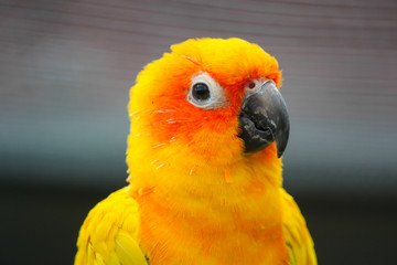 Colorful yellow parrot, Sun Conure portrait profile