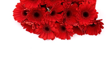 Gerbera is a flower characterized by many corals and most often used by florists in bouquets as a cut flower because it is distinctive and large.
