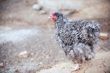 Meat-egg breed of chickens. Orpington. A large bird with outstanding performance for private farms. White, black, red, fawn, craggy color. Chicken grazing outdoors in a green farm field. Organic food
