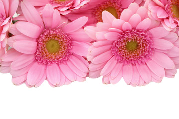 Gerbera is a flower characterized by many corals and most often used by florists in bouquets as a cut flower because it is distinctive and large.
