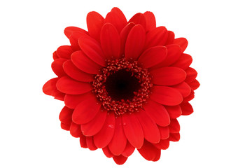 Gerbera is a flower characterized by many corals and most often used by florists in bouquets as a cut flower because it is distinctive and large.