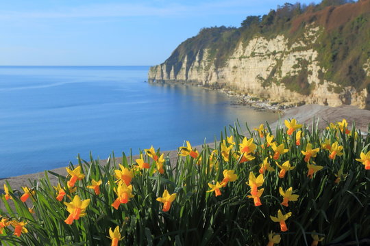 Spring flowering daffodil in village of Beer on the Jurassic Coast