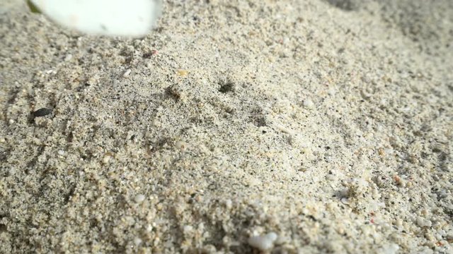 female hand pick up flower in the sand, concept ecology, green earth disaster destroyed, global warming, dry drought, pollution, woman find last hope, change climate arid landscape desert, hot heat