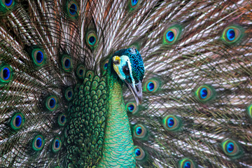 Obraz premium Close-up of beautiful peacock with feathers out