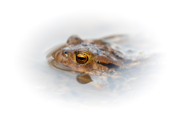 Common toad (Bufo bufo)