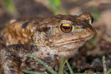 Common toad (Bufo bufo)