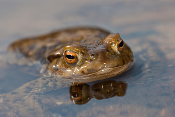 Common toad (Bufo bufo)