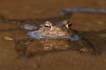Common toad (Bufo bufo)