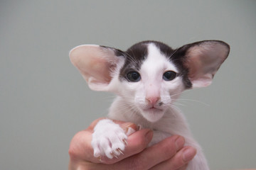 Kitten with big ears