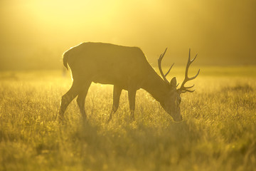 Stag in Golden Light