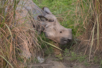 Kaziranga Baby One Horned Rhino
