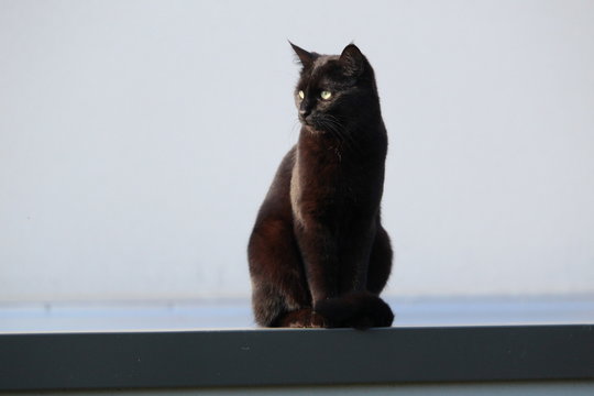 Un chat noir sur un mur