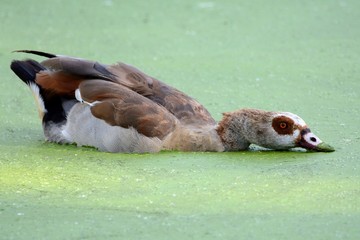 Wild duck © Arkadiusz