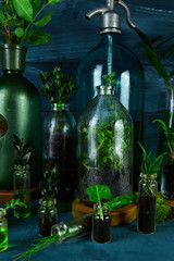 Mini glass vases and bottle with green  leaves, plants.