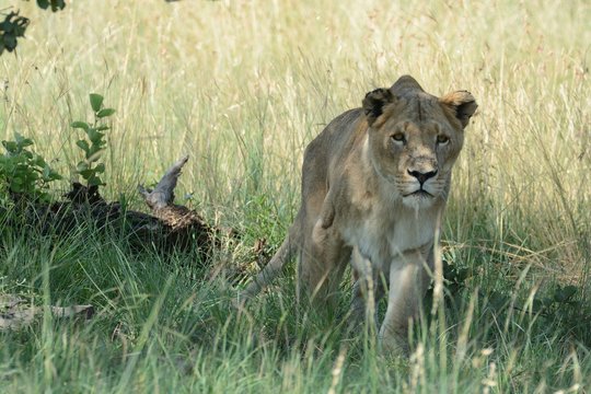 Fototapeta Wild lion