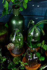 Mini glass vases and bottle with green  leaves, plants. Gardening.