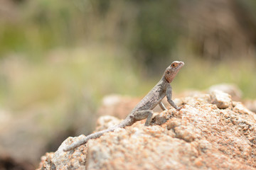 Lizard