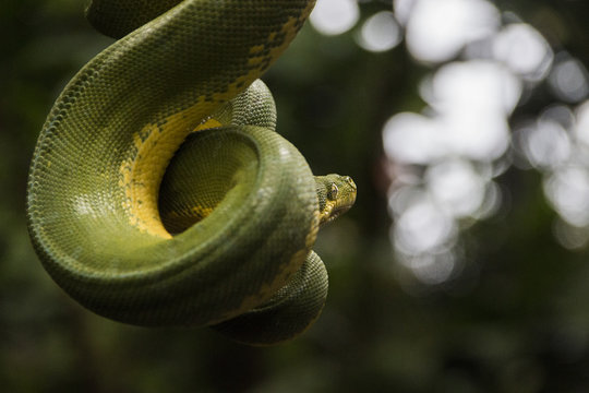 Snake