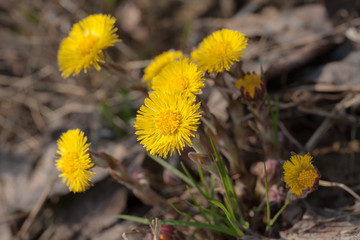 flowering coltsfoot in the spring