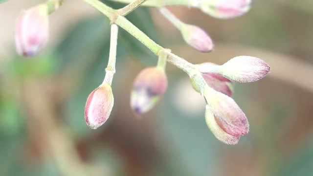 close-up Flower Bud Or Flowers Bud
