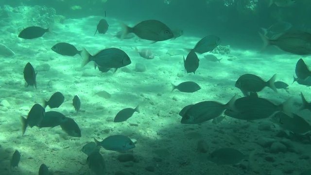 perch fish swarm dahab 01